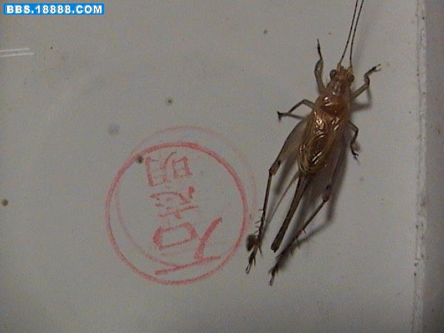 DSC02336.JPG