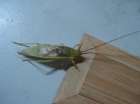 DSC00488.JPG