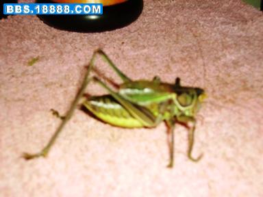 PICT0036.JPG