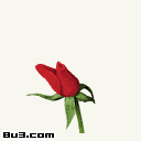 meiguihua25.gif