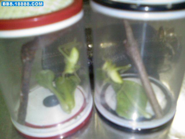 两兄弟1.jpg