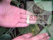 20070818_0185c87b18201184698aO7IgRUeQAtUf[1].jpg