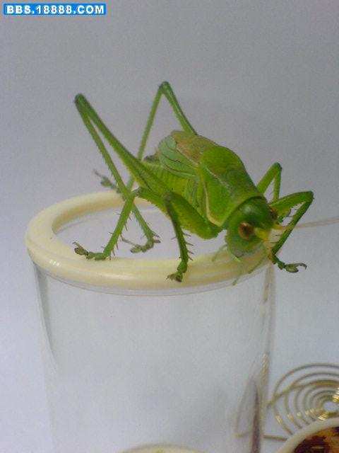 DSC04540.JPG