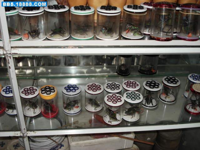 DSC00826.JPG