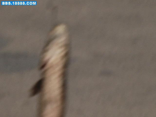 DSC00969.JPG