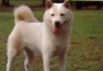 阿伊努犬.jpg