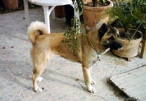 秋田犬.jpg