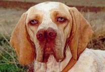 古代西班牙指示猎犬.jpg