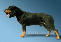 小瑞士猎犬.jpg