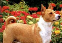 巴辛吉犬.jpg