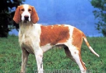 大英法黄白猎犬.jpg