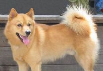 芬兰绒毛犬.jpg