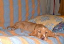 西班牙猎犬.jpg