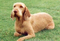 硬毛维希拉猎犬.jpg