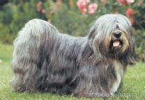 拉萨犬.jpg