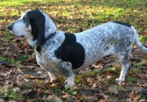 蓝色加斯科涅短腿犬.jpg