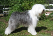 古代英国牧羊犬.jpg