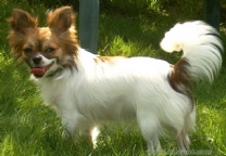 长毛吉娃娃犬.jpg