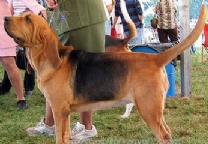寻血猎犬.jpg