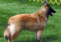 比利时牧羊犬.jpg