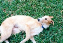 美国狩鹿猎犬.jpg