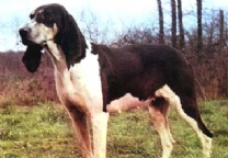 大型英法黑白猎犬.jpg