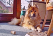 欧亚犬.jpg
