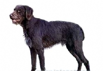 德国粗毛指示猎犬.jpg