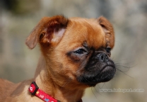 小型勃拉帮特格里芬犬.jpg