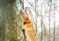 山地杂种犬.jpg