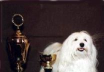 哈瓦那犬.jpg