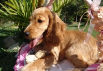 英国可卡犬.jpg
