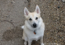 挪威布哈德犬.jpg