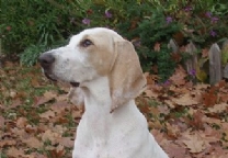 瓷器犬.jpg
