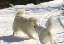 马雷马阿布鲁泽塞牧羊犬.jpg