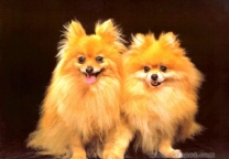 博美犬.jpg