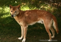 新几内亚歌唱犬.jpg