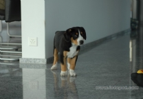 恩特雷布赫山地犬.jpg
