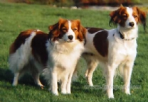 小型荷兰水禽猎犬.jpg
