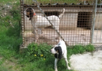 小型加斯科尼圣东基犬.jpg
