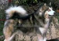 阿拉斯加雪橇犬.jpg