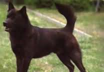 甲斐犬.jpg
