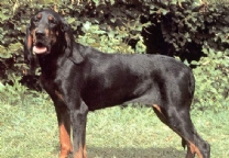 黑褐色猎浣熊犬.jpg