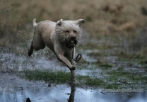 罗曼娜水犬.jpg