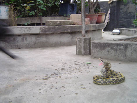 2006414201010.jpg