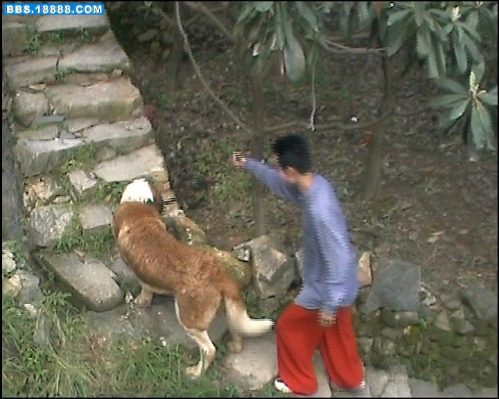 圣伯纳犬 (23).JPG