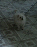 IMG0272A.jpg