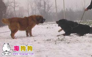 藏獒争霸-1.jpg