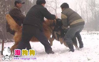 藏獒争霸-3.jpg