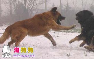 藏獒争霸-2.jpg